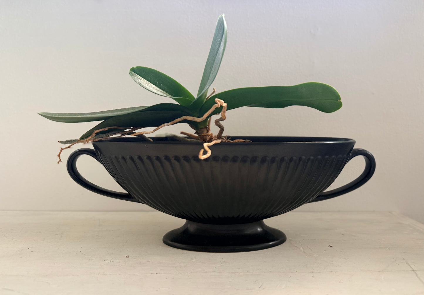 .1940s .1960s Wedgwood collectors Black Etruria of Barlaston large Neoclassic Grecian revival Fluted mantle vase planter