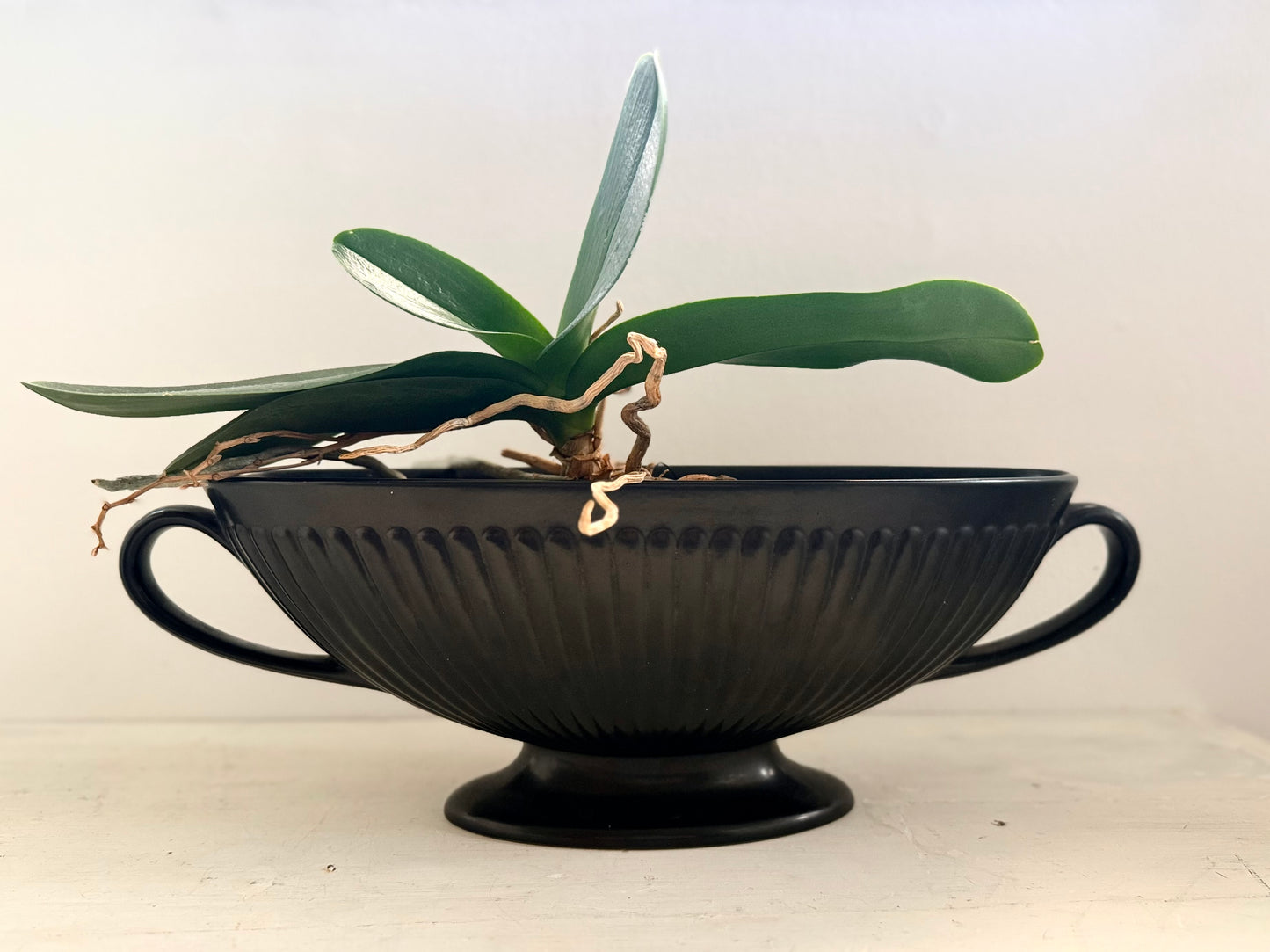 .1940s .1960s Wedgwood collectors Black Etruria of Barlaston large Neoclassic Grecian revival Fluted mantle vase planter
