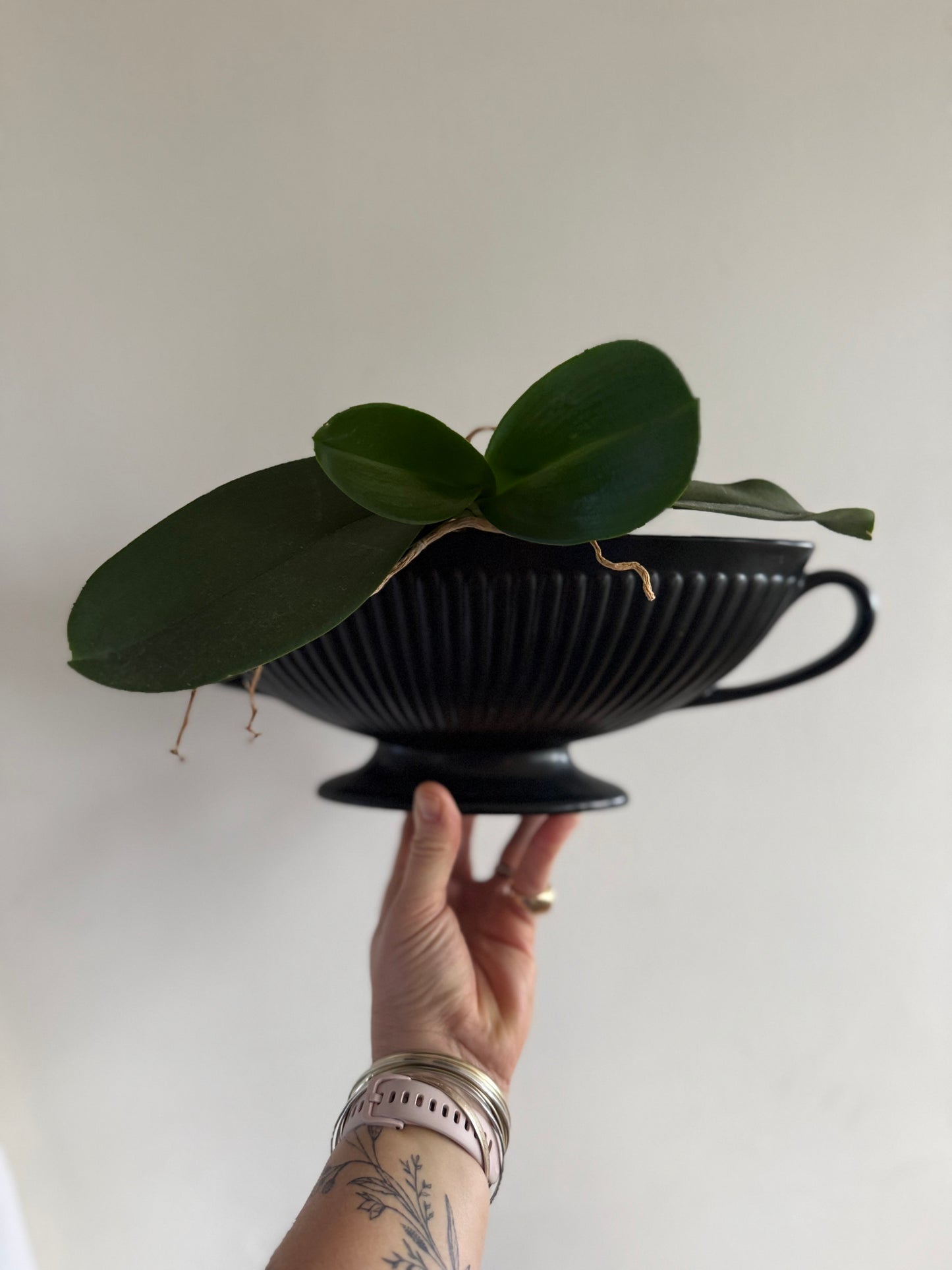 .1940s .1960s Wedgwood collectors Black Etruria of Barlaston large Neoclassic Grecian revival Fluted mantle vase planter
